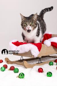 Paloma, a 2-year-old female, sits gracefully for a professional photo by Mark Rogers Photography.