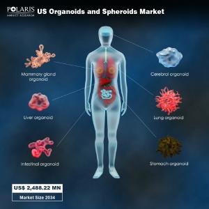 US Organoids and Spheroids Market