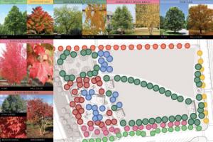 Utah City Tree Variety and Diagram