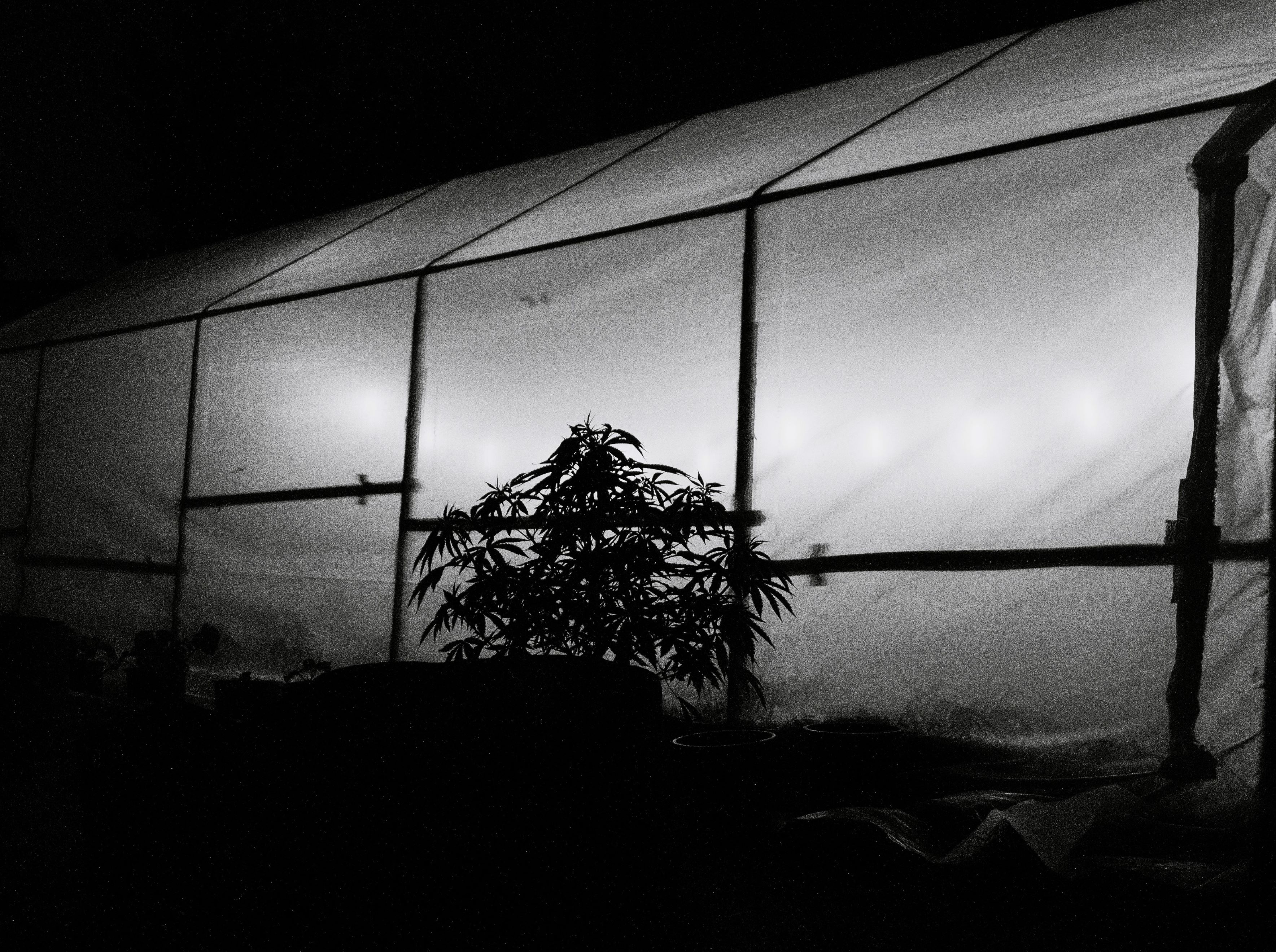 in the darkness, a greenhouse is lit up and gives a plant in the yard a silhouette