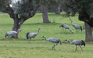 Birding trip in Extremadura