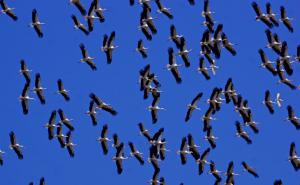 Migration birding trip at Tarifa