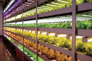 Global Vertical Farming Market