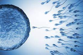 Male Infertility