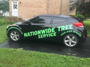 Tree Service Including Tree Removal in Maryland