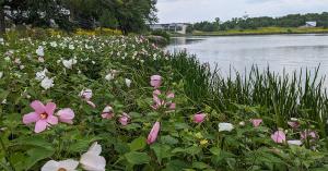 Natural Shoreline Restoration