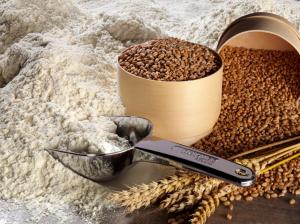 Flour in a Bühler spatula beside wheat kernels