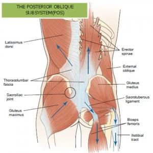 Myofascial Slings - https://brookbushinstitute.com/glossary/myofascial-slings