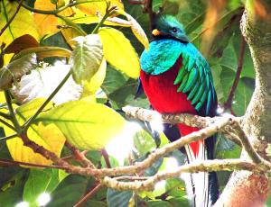 bird watching in costa rica 12