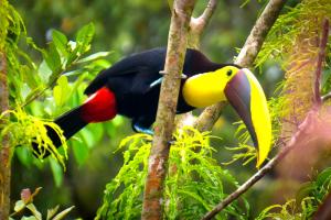 bird watching in costa rica 13