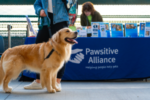 a golden retriever standing in front of a table that has the logo for pawsitive alliance on the front