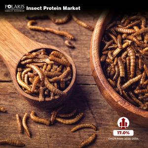 Insect Protein Market