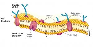 Membranes