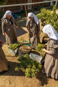 3 sisters gathered in lightweight green uniforms and white veils, working with the harvested hemp plants outside in the california sunshine