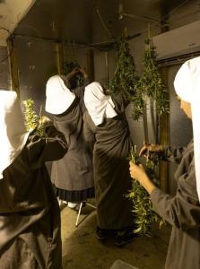 4 sisters in the shed, in a closed in room, hanging the hemp to dry