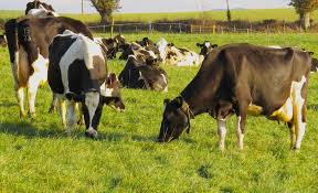 Dairy Herd Management Market