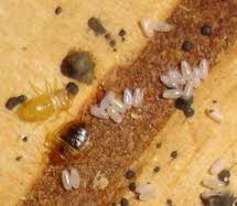 Bed Bug Eggs