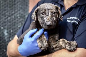 dog being rescued from CA wildfires