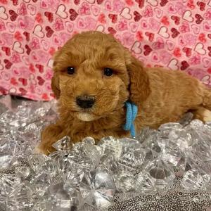 goldendoodle for sale Minnesota