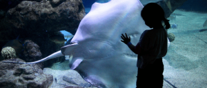 A child reaches out to a large stingray swimming close to the aquarium glass, creating a moment of connection with marine life.