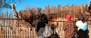 A family observes a giraffe at the zoo, surrounded by a wooden fence on a sunny day, highlighting a joyful animal encounter.