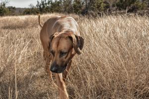 best Rhodesian ridgeback breeder texas 2026