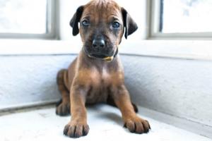 Rhodesian ridgeback female male for sale 2025 2026 now