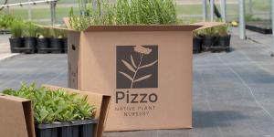 Pizzo Native Plant Nursery