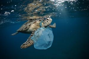 Green Sea Turtle swimming in ocean with net entangled around its neck