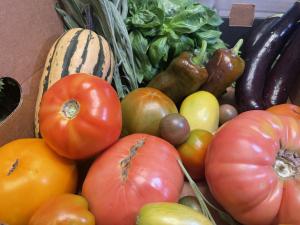 Colorful varieties of heirloom tomatoes from Lotus Flower Farm, home to Tomato Bliss