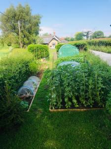 The Vegetable & Herb Garden At Well Cottage