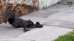 Wildlife outside your home