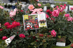 Image of Knock Out Rose Anniversary plant tag