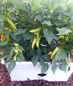 pepper plants in a GrowBox container garden