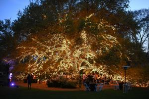 Houstonian Oak Tree