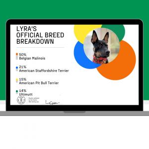 Breed Results for rescue dog, Lyra. 50% Belgian Malinois, 21% American Staffordshire Terrier, 15% American Pit Bull Terrier, 14% Ultimutt