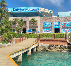 Nado con delfines en isla mujeres