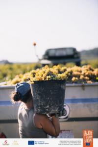 D.O. Cava Women Wine Harvesting