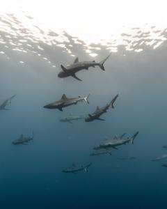 School of sharks during a dive