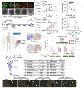 Targeting ER dynamics: a novel strategy for antitumor immunity - EIN ...