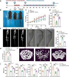 Melatonin ameliorates skeletal dysplasia of Col2a1-CreERT2;Slc26a2fl/fl mice.