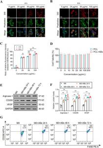 Polycaprolactone-loaded bone mesenchymal stem cell-derived apoptotic bodies (PCL-BMSC-ABs) guided in vitro polarization of M0 to M2 macrophages (Mϕs).