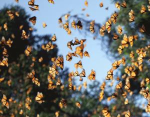 Monarch Butterflies from "Wings of Life" episode in Mexico