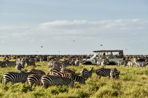 Wildlife Zebras State of Safari 2924