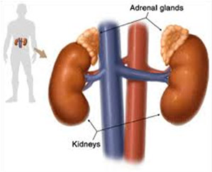 Adrenal Glands