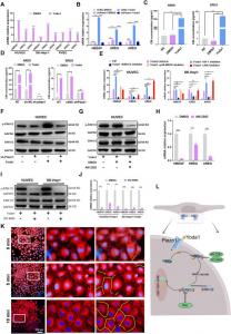 Expression of HBEGF, EREG, and AREG induced by Piezo1 activation in vascular endothelial cells (VECs) depends on PKC/ERK1/2 signaling pathways.