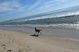 A Guest during Pet Month enjoying the local Beach (Photo Credit: Southampton Inn)