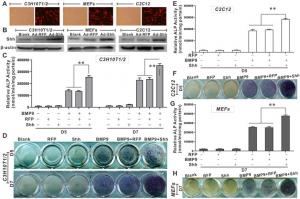 The effects of Shh on BMP9-induced early osteogenic differentiation of MSCs.