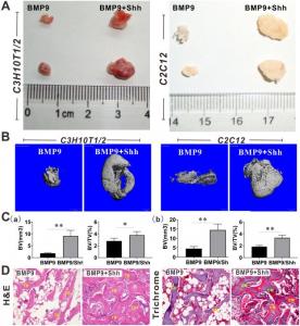 The effects of Shh on BMP9-induced ectopic bone formation of MSCs.