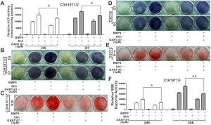 The effects of Gli1/Gli2 inhibitor GANT-61 on the enhancing impacts of Shh on BMP9-induced osteogenic differentiation of MSCs.